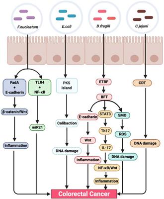 The Role of Intestinal Microbiota in Colorectal Cancer